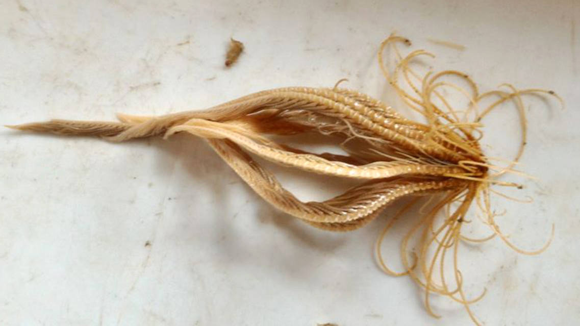 Crinoide